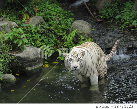 ホワイトタイガー white tiger ホワイトタイガー white tiger 53721522