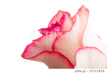 pink rose isolated 53721859