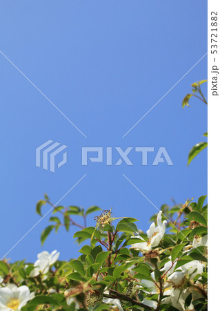 ナニワノイバラの花後と青空 53721882