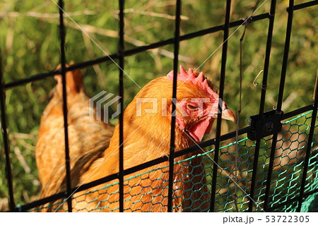 こっこちゃん 53722305