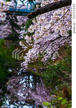 大阪豊中・天竺川の桜 大阪豊中・天竺川の桜 53722354