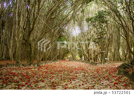 笠山椿群生林 落ち椿3 笠山椿群生林 落ち椿3 53722501