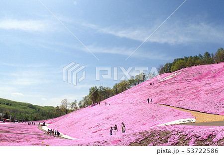東藻琴の芝桜 東藻琴の芝桜 53722586