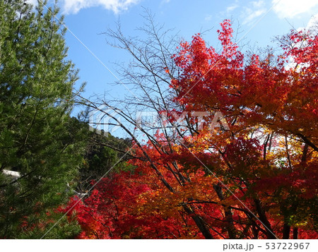 永観堂　紅葉　京都 53722967