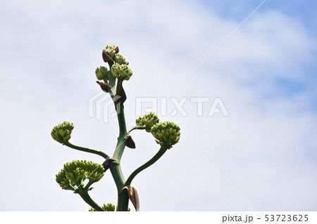 リュウゼツランの花 リュウゼツランの花 53723625