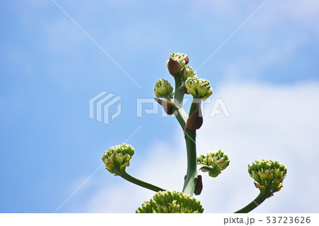 リュウゼツランの花 53723626