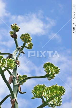 リュウゼツランの花 リュウゼツランの花 53723628