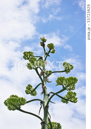 リュウゼツランの花 リュウゼツランの花 53723629