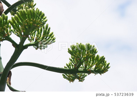 緑色のリュウゼツランの花 53723639