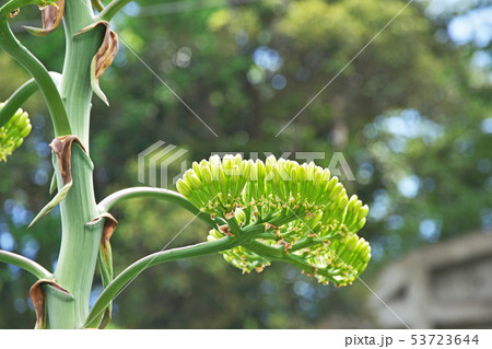 緑色のリュウゼツランの花 緑色のリュウゼツランの花 53723644