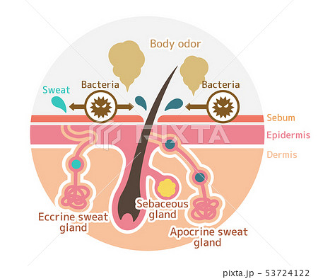 ワキガ臭発生の原因イラスト (腋臭・わきが）/英語のイラスト素材 [53724122] - PIXTA