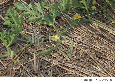 スイカの人工交配作業 53724510