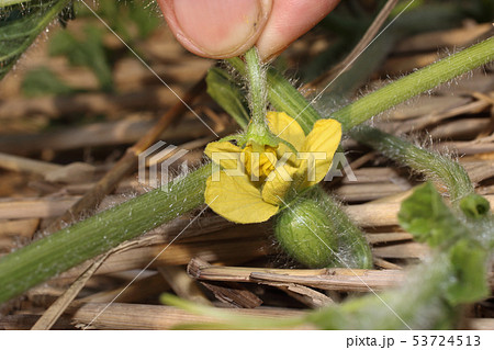 スイカの人工交配作業 53724513