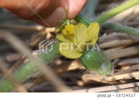 スイカの人工交配作業 スイカの人工交配作業 53724517