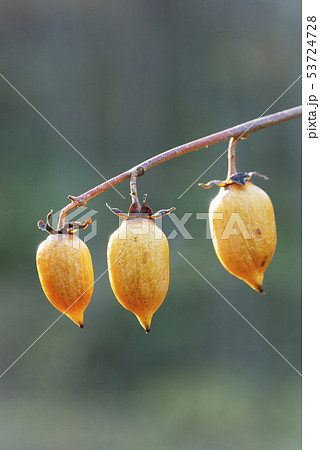 マタタビ　白老町 53724728