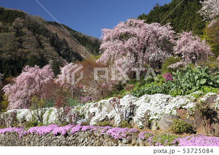 龍珠院 しだれ桜 龍珠院 しだれ桜 53725084