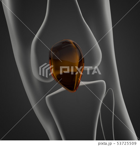 3d rendering of patella 53725509