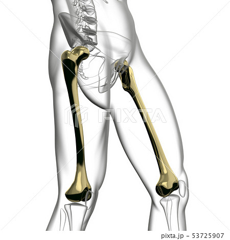 3d rendering of femur 53725907