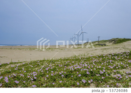 風力発電 鹿島工業地帯の風力発電とハマヒルガオ 風力発電 鹿島工業地帯の風力発電とハマヒルガオ 53726086