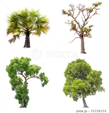 Isolate green tree. 53726154