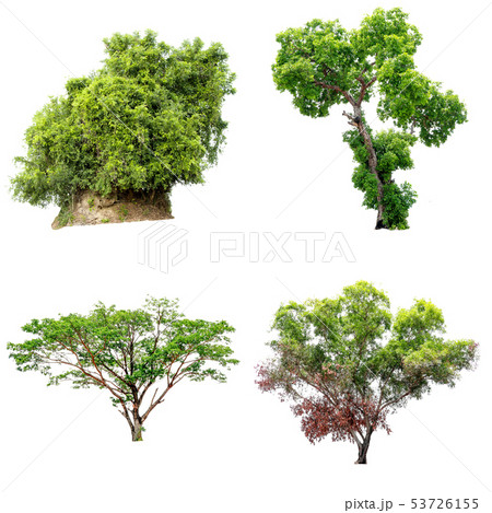 Isolate green tree. 53726155