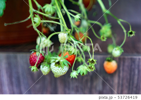 Beautiful and fresh strawberries in the garden, concept of organic farming Beautiful and fresh strawberries in the garden, concept of organic farming 53726419