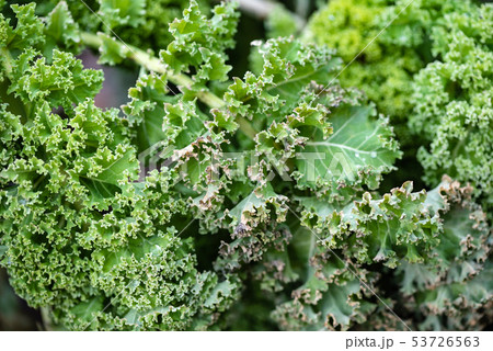 A healthy curly kale growing in the field 53726563