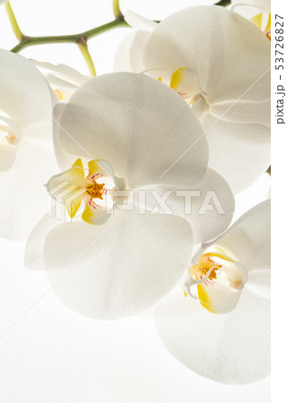 white orchid flowers, macro white orchid flowers, macro 53726827