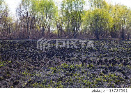 Blasted field after a fire. Blasted field after a fire. 53727591