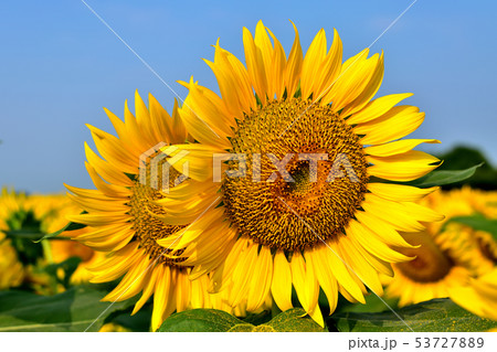 太陽に向かって咲く満開の座間のヒマワリ 53727889
