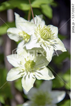 フロリダ系原種クレマチスの花 フロリダ系原種クレマチスの花 53730047