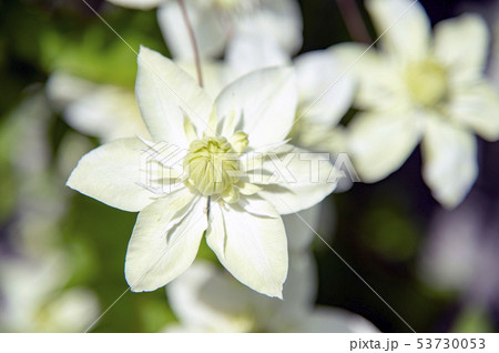 フロリダ系原種クレマチスの花 フロリダ系原種クレマチスの花 53730053
