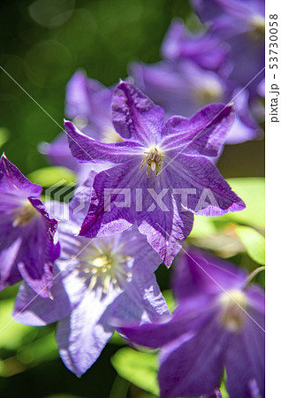 ビチセラ系クレマチス ソリナの花 ビチセラ系クレマチス ソリナの花 53730058