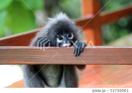 Cute Monkey or Dusky langur sitting on the balcony 53730061