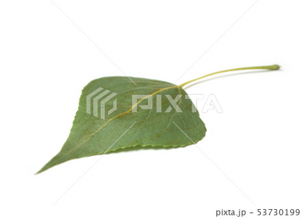 closeup of poplar leaf on white background closeup of poplar leaf on white background 53730199