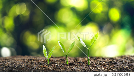 Tree Growth Three Steps In nature And beautiful bo 53730693