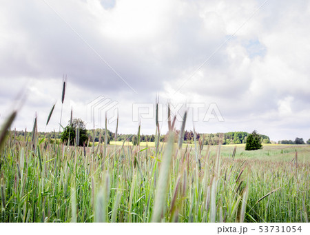 Field of rye on sunny day 53731054