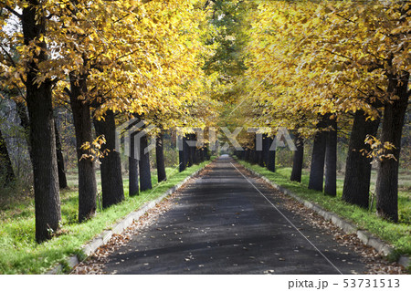 landscape autumn road park 53731513