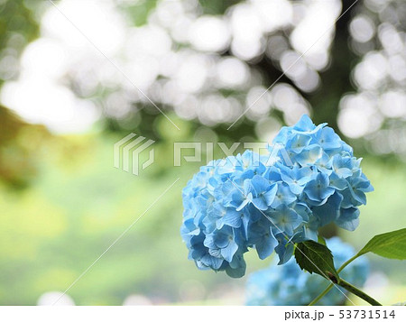青い紫陽花　初夏の花 53731514
