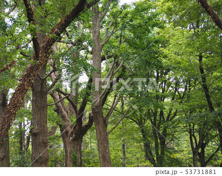 木漏れ日の雑木林　春の風景 53731881