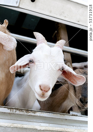 ヤギ 53731918