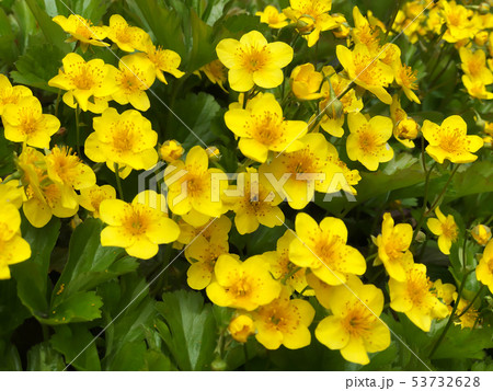 Yellow Marsh Marigold  King Cup Plant Caltha 53732628