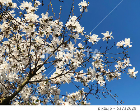Magnolia tree blossom and blue sky 53732629