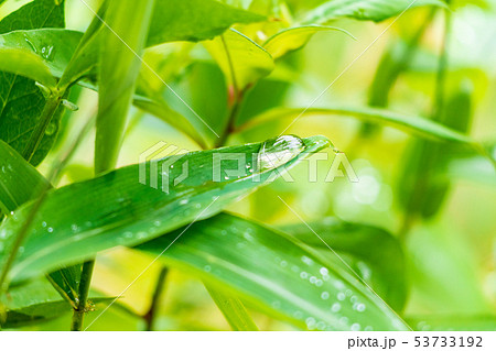笹の葉と水滴 笹の葉と水滴 53733192