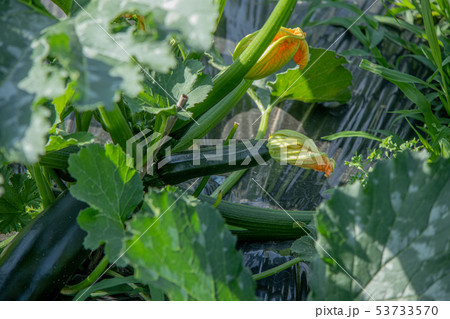 ズッキーニの栽培 ズッキーニの栽培 53733570