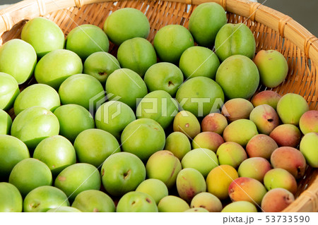 青梅の陰干し 53733590