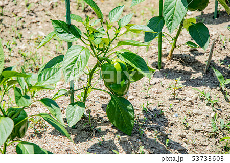 ピーマン、パプリカの栽培 53733603