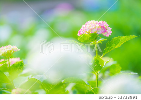 綾瀬市やぶね公園の紫陽花 綾瀬市やぶね公園の紫陽花 53733991