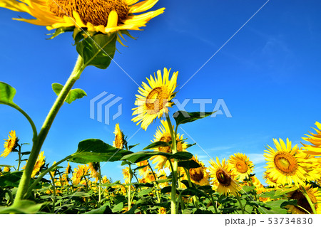 青空と満開のヒマワリ 青空と満開のヒマワリ 53734830