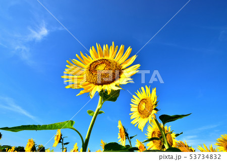 青空と満開のヒマワリ 53734832